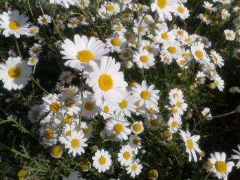 la cure de printemps gestiondesemotions/bk