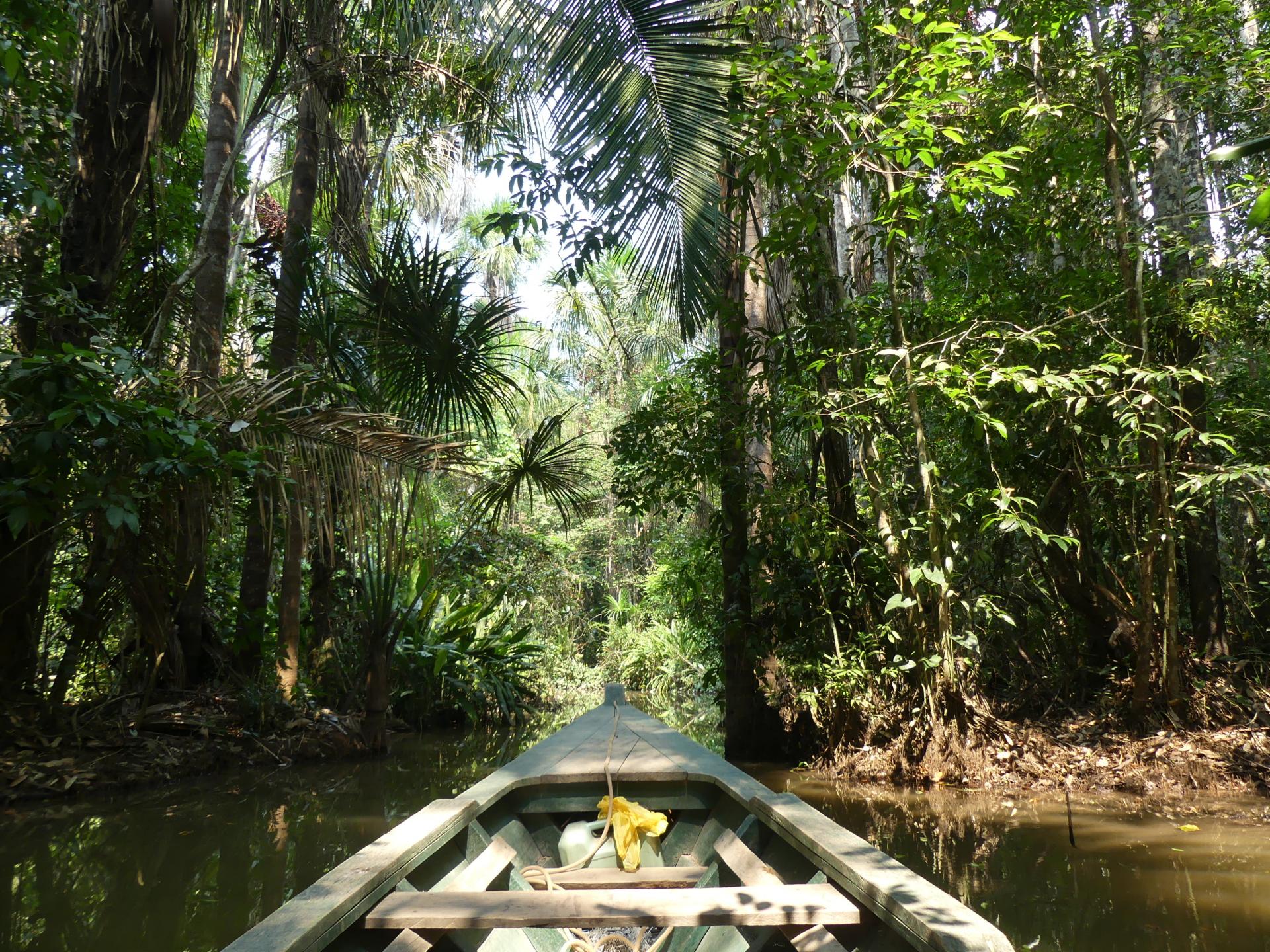 Amazonie bateau foret